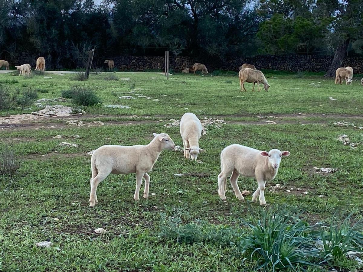 Farm stay Sa Canova Campos (Mallorca)