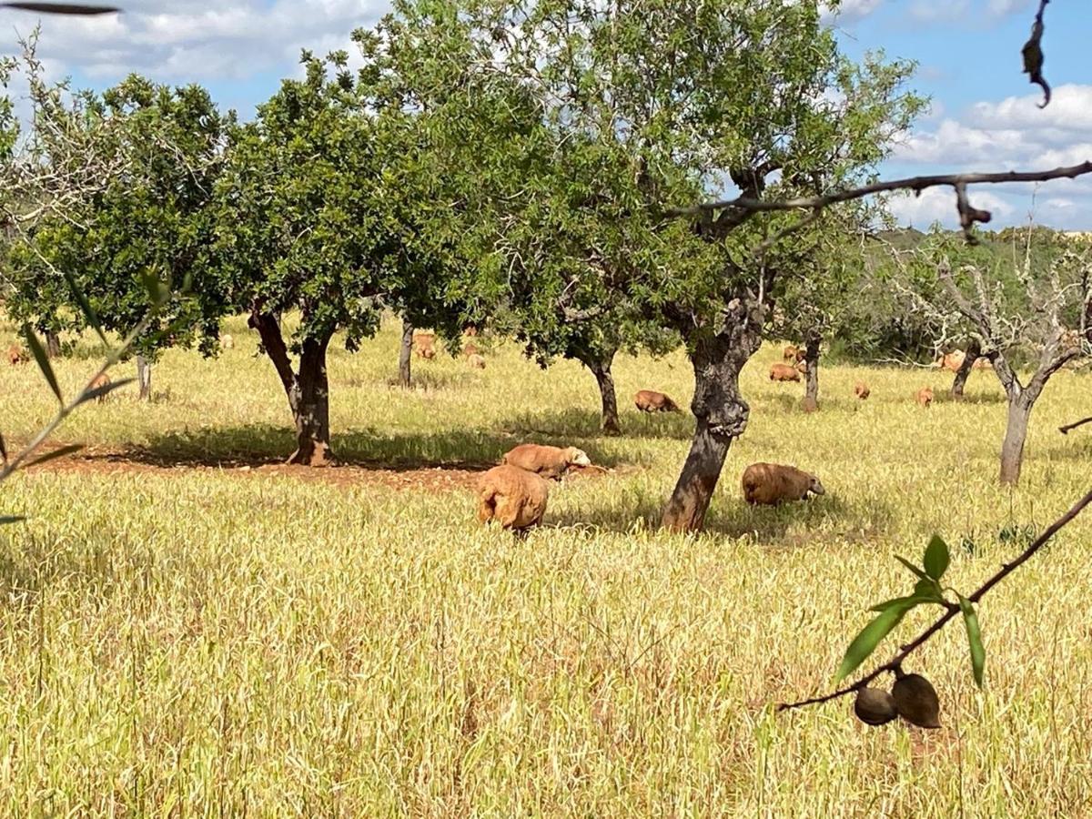 Sa Canova Farm stay Campos (Mallorca)
